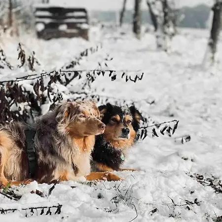 Villaharmony Wartet Auf Familien Mit Hund! Ferienhaus Lommatzsch