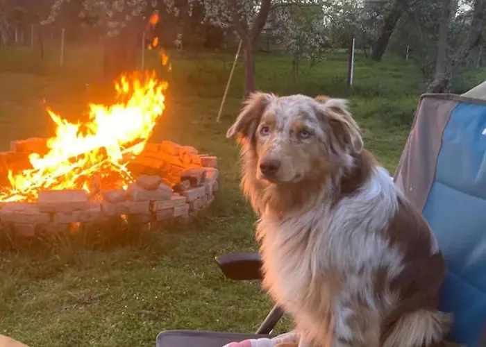 Villaharmony Wartet Auf Familien Mit Hund! Σπίτι διακοπών *