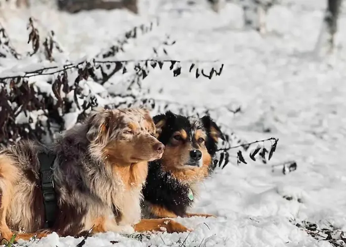 Villaharmony Wartet Auf Familien Mit Hund! Σπίτι διακοπών Lommatzsch